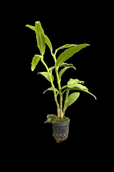 Hoya imperialis white