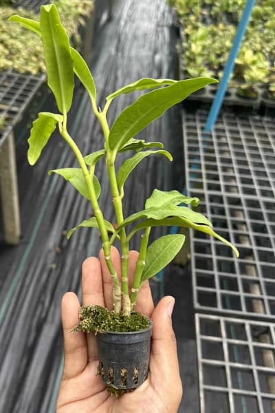 Hoya imperialis white
