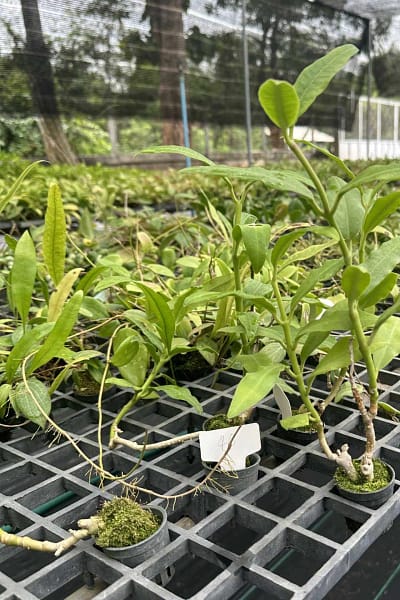 Hoya imperialis white