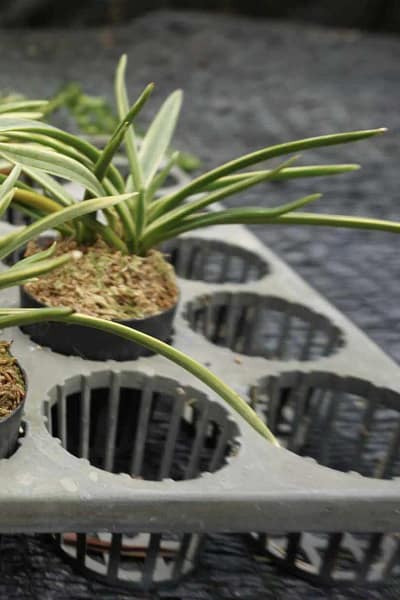 vanda neofinetia falcata variegated