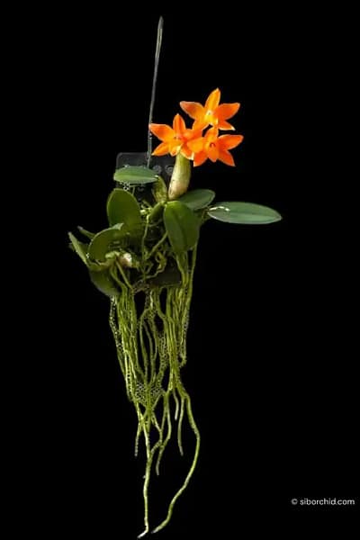 Cattleya cernua