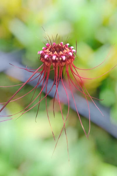 Bulbophyllum gracillimum