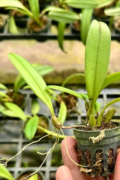 Bulbophyllum gracillimum