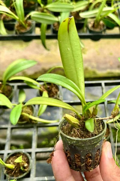 Bulbophyllum gracillimum