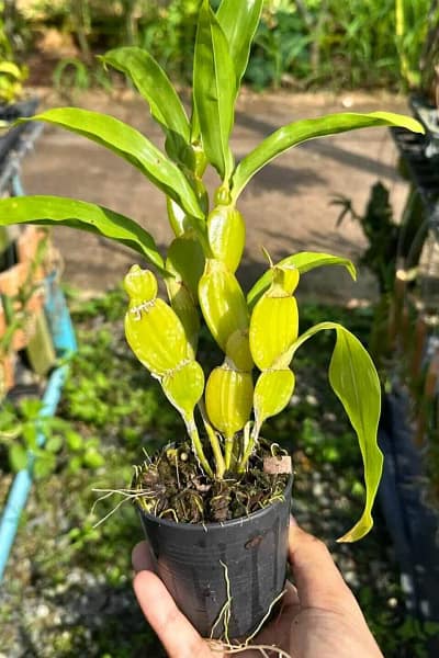 Dendrobium sulcatum