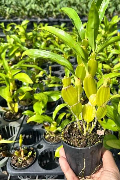 Dendrobium sulcatum