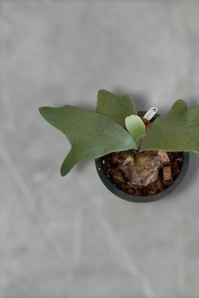 Platycerium Silver Velvet