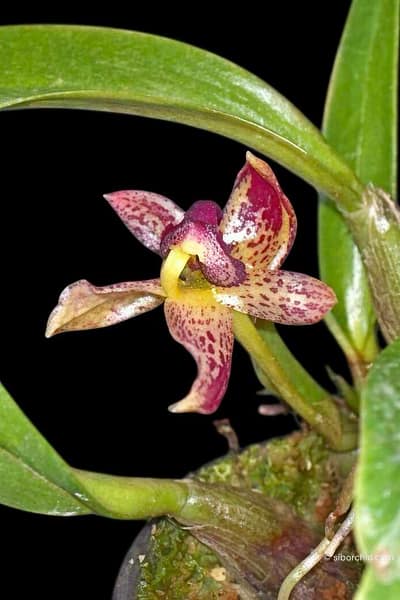 Bulbophyllum ecornutum