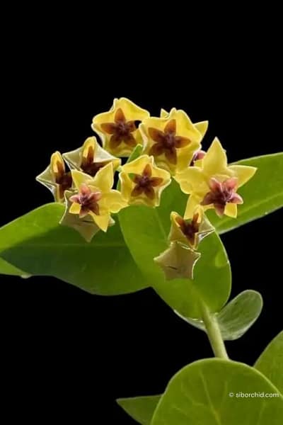Hoya densifolia