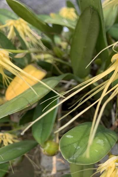 Bulbophyllum verginatum blooming size orchid with yellow green flowers