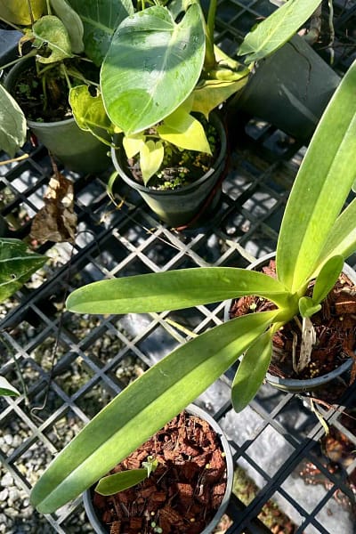 Paphiopedilum parishii