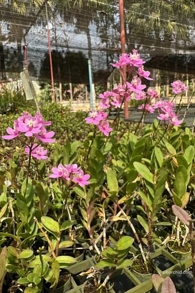 Epidendrum Wedding Valley,