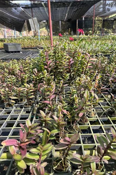 Epidendrum Wedding Valley,