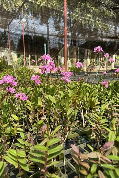 Epidendrum Wedding Valley,