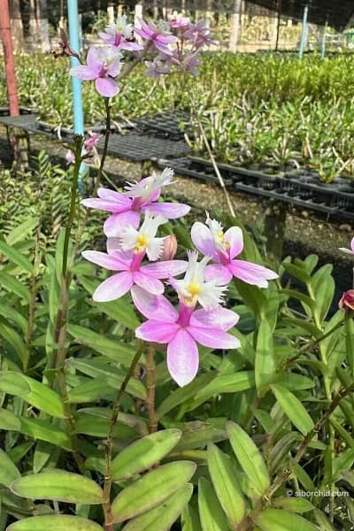 Epidendrum Wedding Valley,