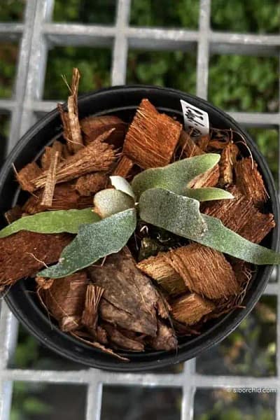 platycerium Jadi Girl