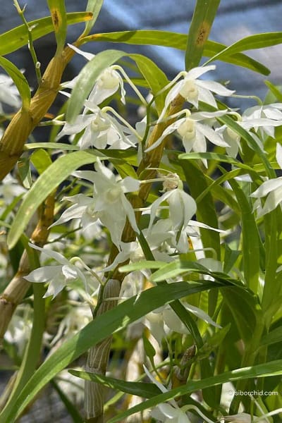 Dendrobium hercoglossum alba