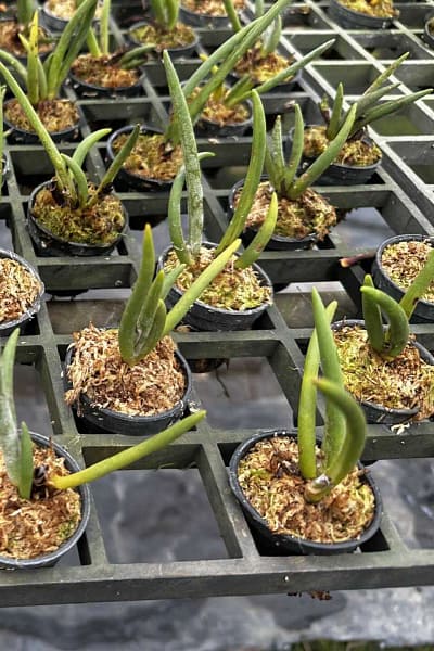 Eria pannea