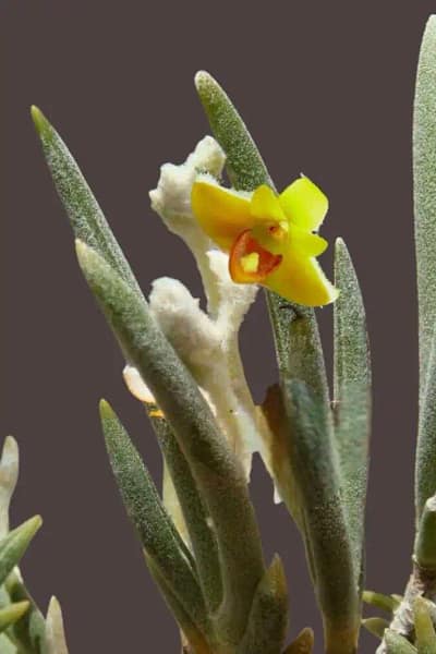 Eria pannea