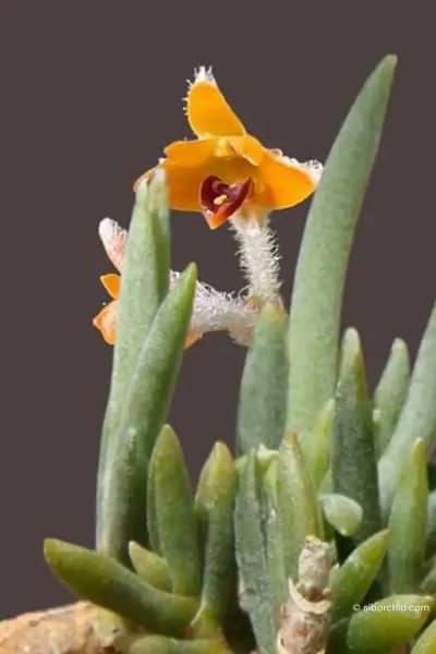 Eria pannea