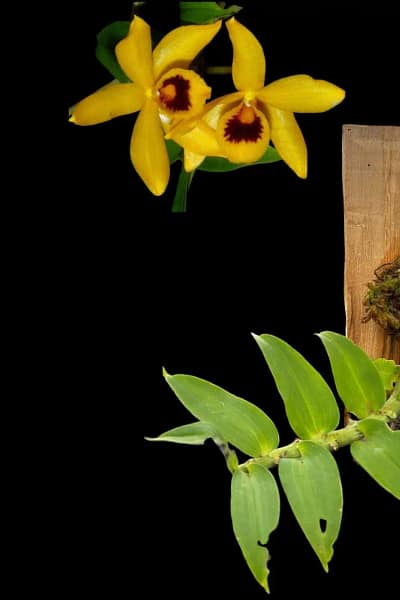 Dendrobium ochreatum