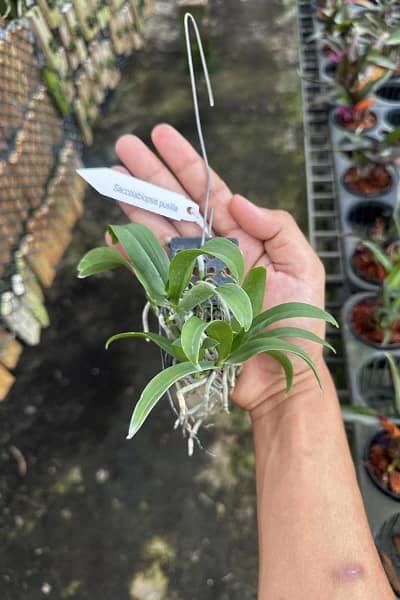 Saccolabiopsis pusilla