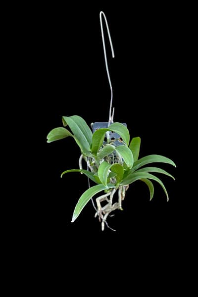 Saccolabiopsis pusilla