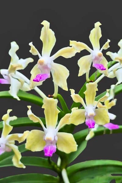 vanda tessellata semi alba