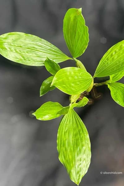 Healthy Coelogyne rochussenii roots and foliage close-up