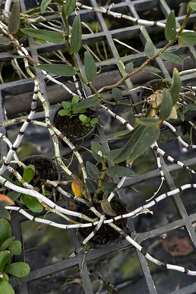 Dendrobium officinale 鐵皮石斛