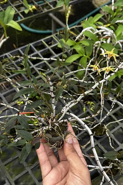 Dendrobium officinale 鐵皮石斛