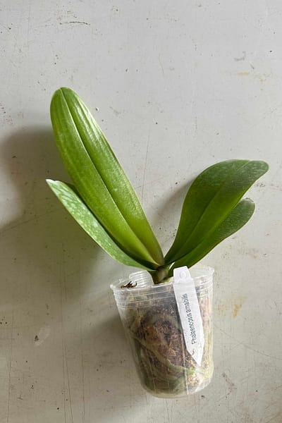 Phalaenopsis amabilis