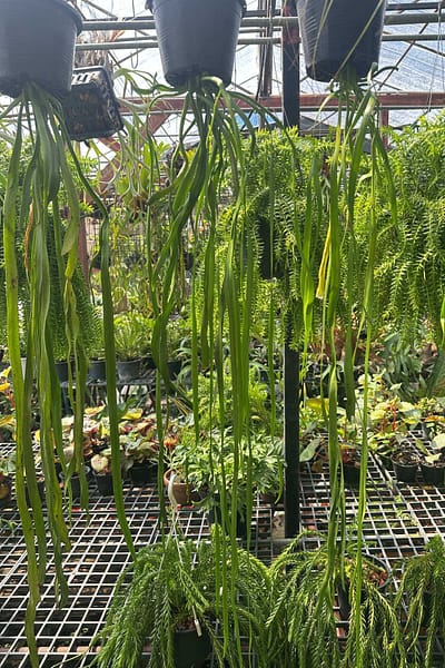 Ophioglossum pendulum for sale