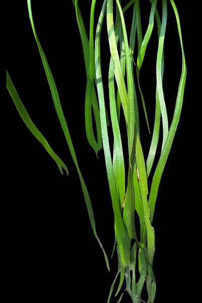 Ophioglossum pendulum for sale