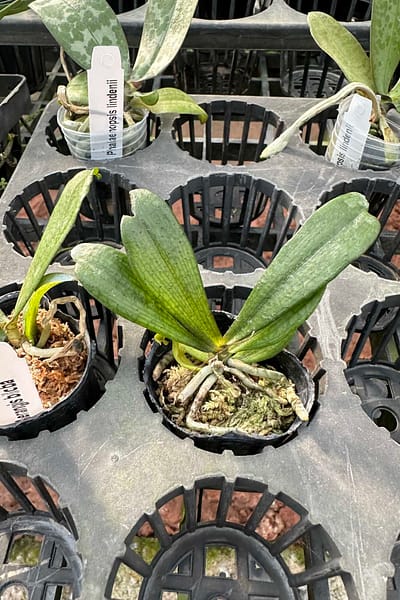 Aerangis biloba miniature orchid small size plant with compact green leaves