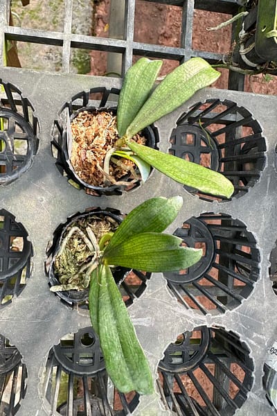 Aerangis biloba miniature orchid small size plant with compact green leaves