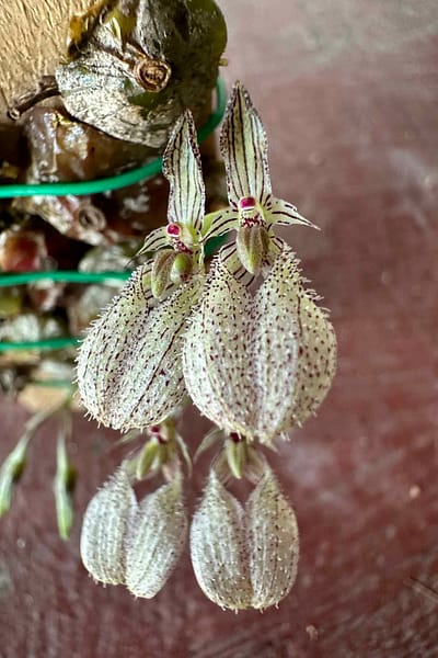 bulbophyllum polliculosum for sale