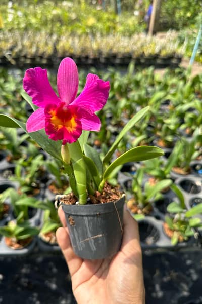 Cattleya Pink-Red Hybrid