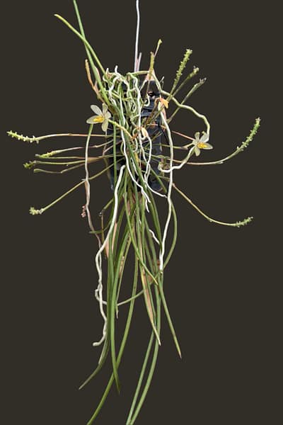 Thrixspermum filiforme