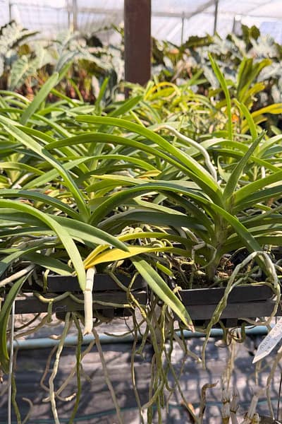 Vanda tessellata sb orchid for sale