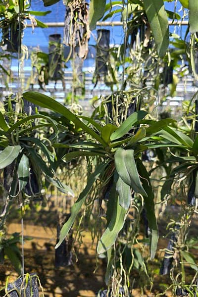Pomatocalpa spicata