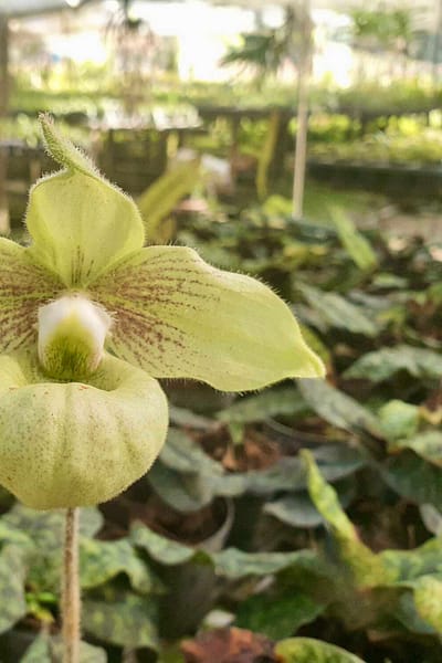 Paphiopedilum malipoense