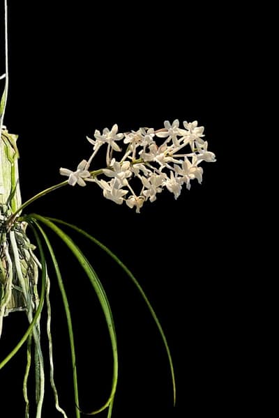 Seidenfadenia mitrata alba