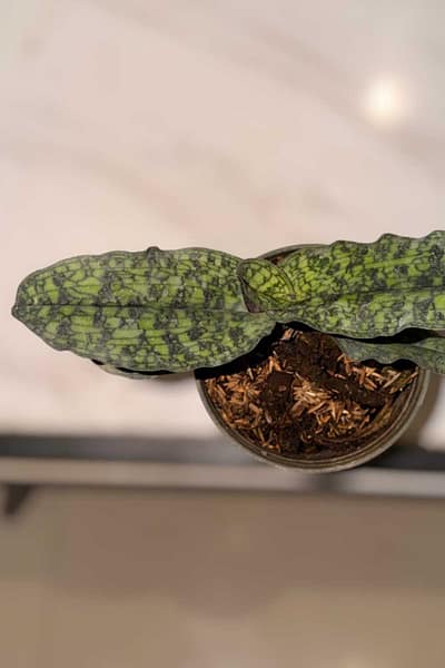 Paphiopedilum malipoense