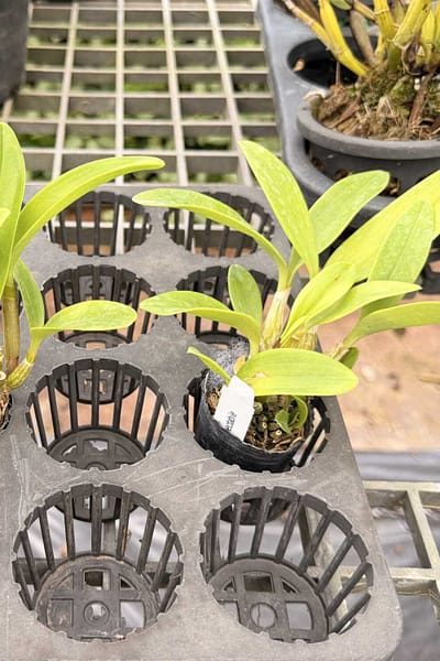 Dendrobium spectabile