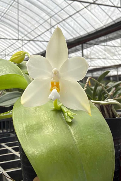 Phalaenopsis bellina alba