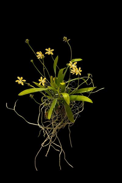 Thrixspermum hystrix