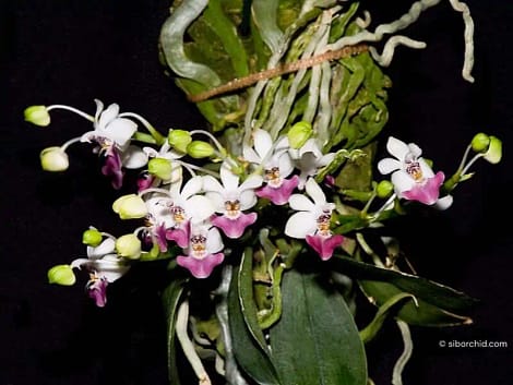 Phalaenopsis parishii siborchid