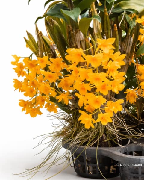 Dendrobium griffithianum - Dendrobium griffithianum
