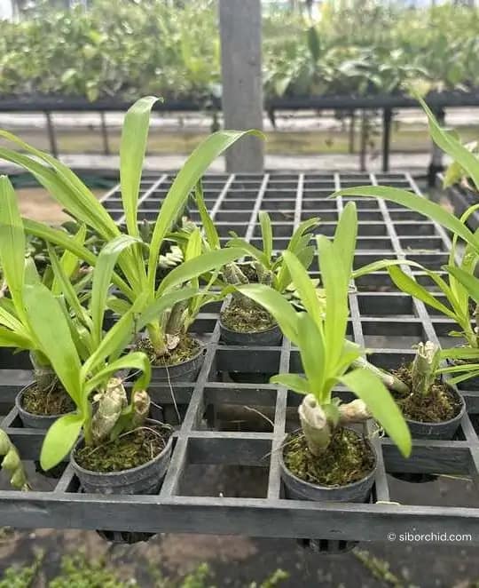 Eria obesa - Eria obesa